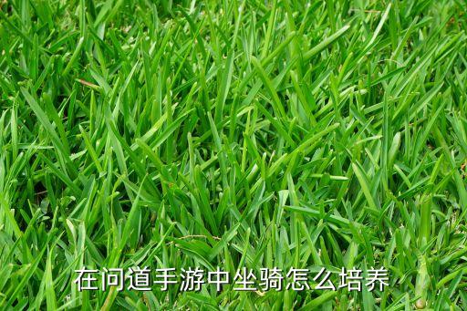 在问道手游中坐骑怎么培养