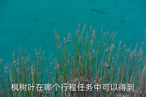 枫树叶在哪个行程任务中可以得到