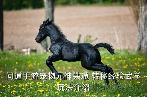 问道手游宠物元神共通 转移经验武学玩法介绍
