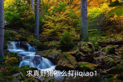 求真野猪怎么打jiqiao1
