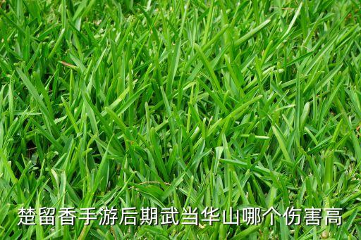 楚留香手游后期武当华山哪个伤害高