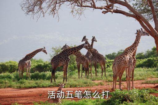 活动五笔怎么打